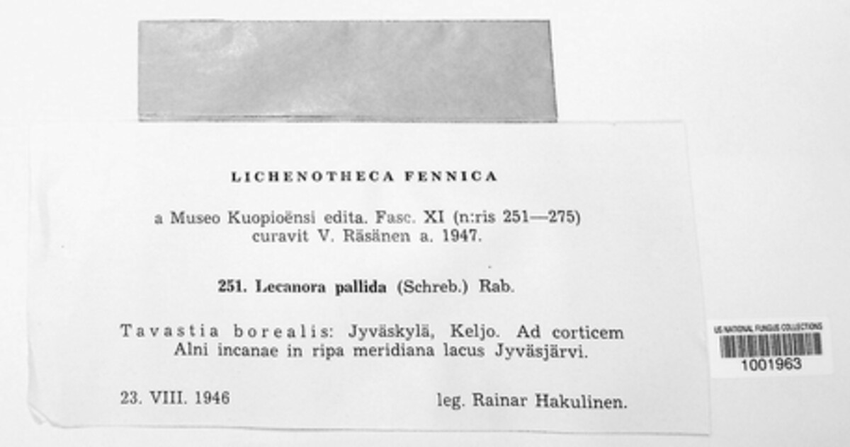 Lecanora albella image